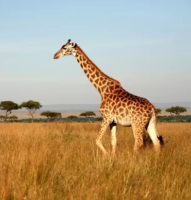 Giraffe Zimanga
