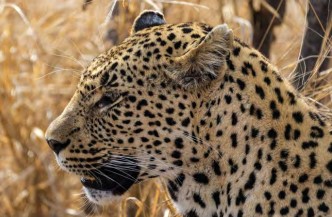 Leopard Zimanga
